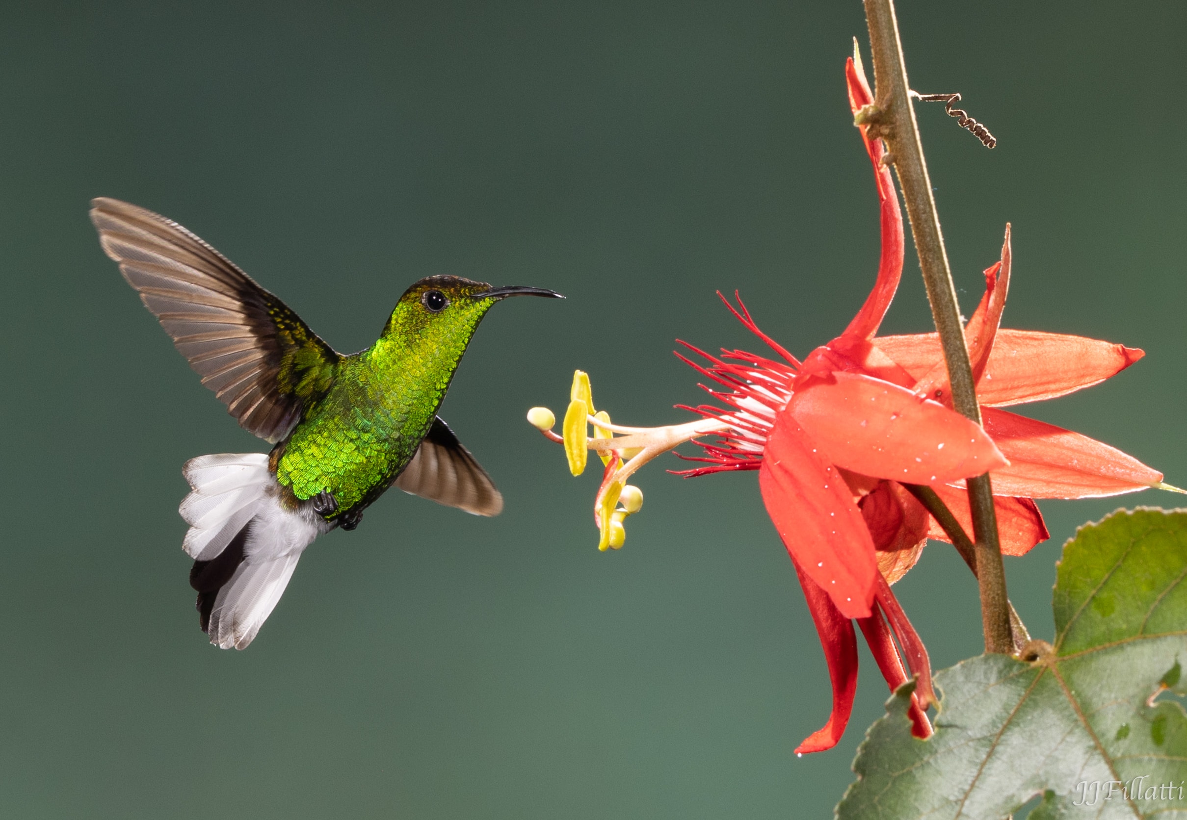 bird of Costa Rica image 27